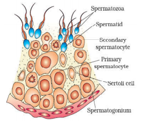 Draw the sectional view of a seminiferous tubule of human. Label its any six parts